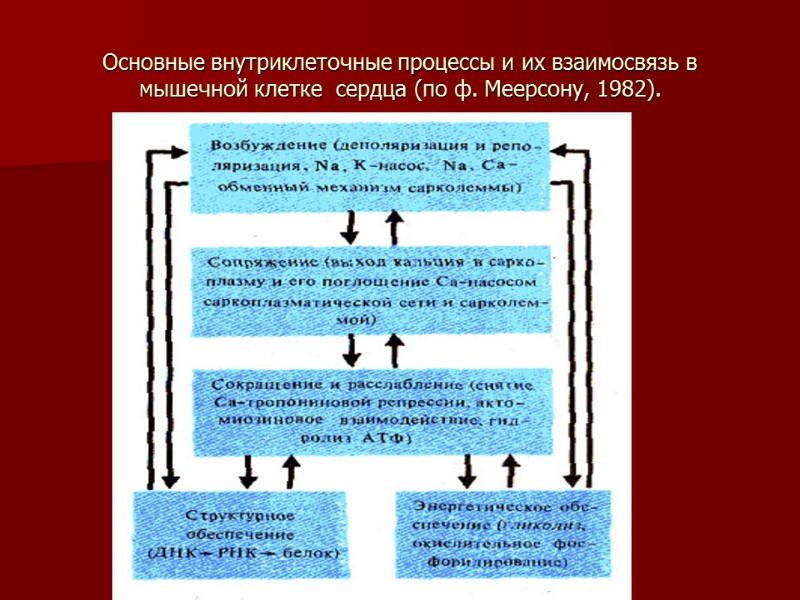 Основные внутриклеточные процессы и их взаимосвязь в мышечной клетке  сердца (по ф. Меерсону,